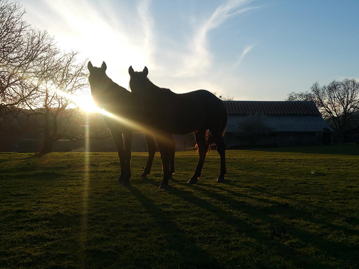The sunset pierces rays of light across the shoulders of two horses